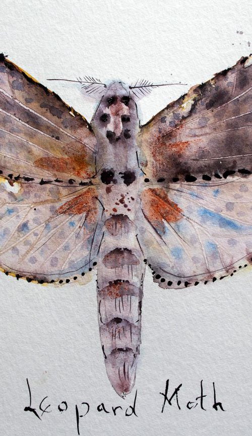 Leopard Moth (Zauzera Pyrina) by Violeta Damjanovic-Behrendt