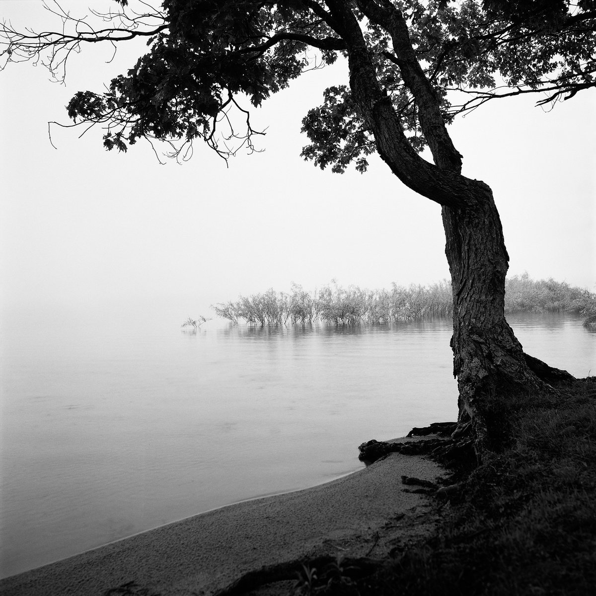 Tree In Fog 01 by Jason Robert Jones