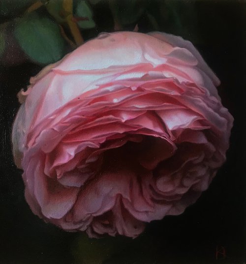 Little rose by Darya Klunnikova