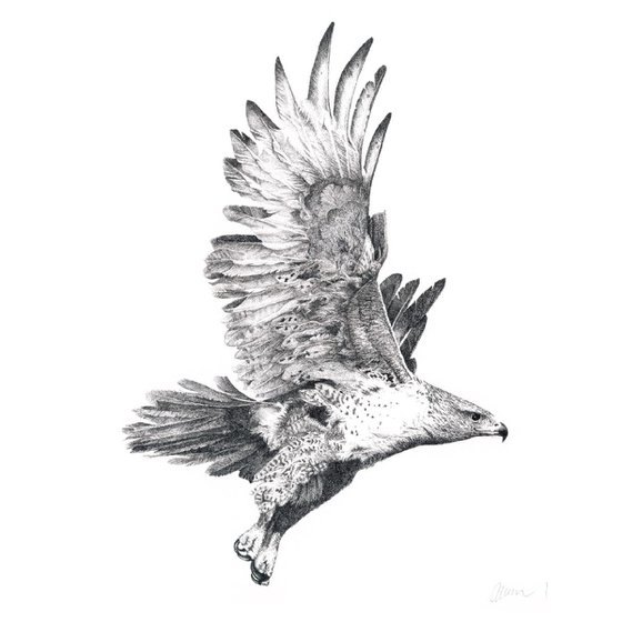 Red-tail Hawk in Flight #1