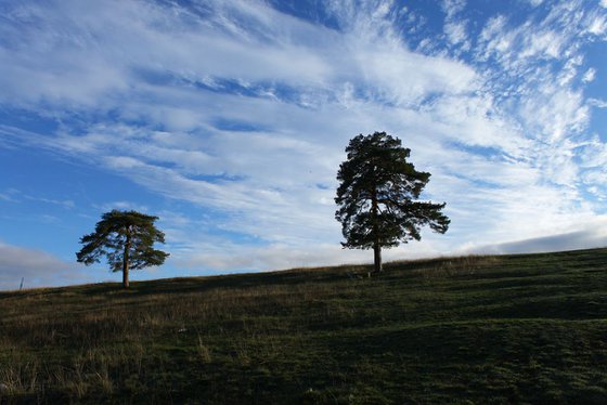 Sky and trees