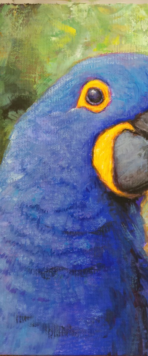 Hyacinth Macaw by Gabriel Hermida