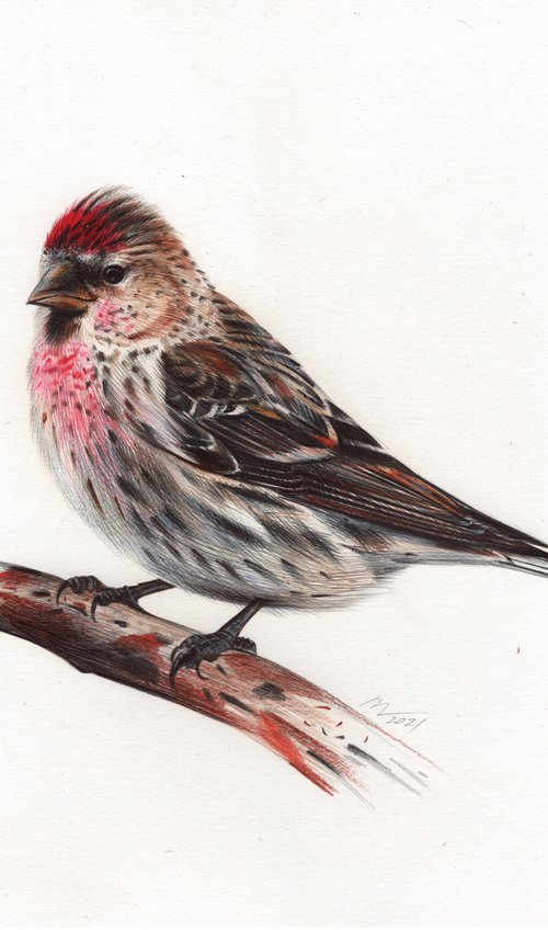 Common Redpoll or Mealy Redpoll - Bird Portrait by Daria Maier