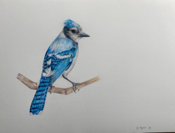 Jay bird in colour pencil