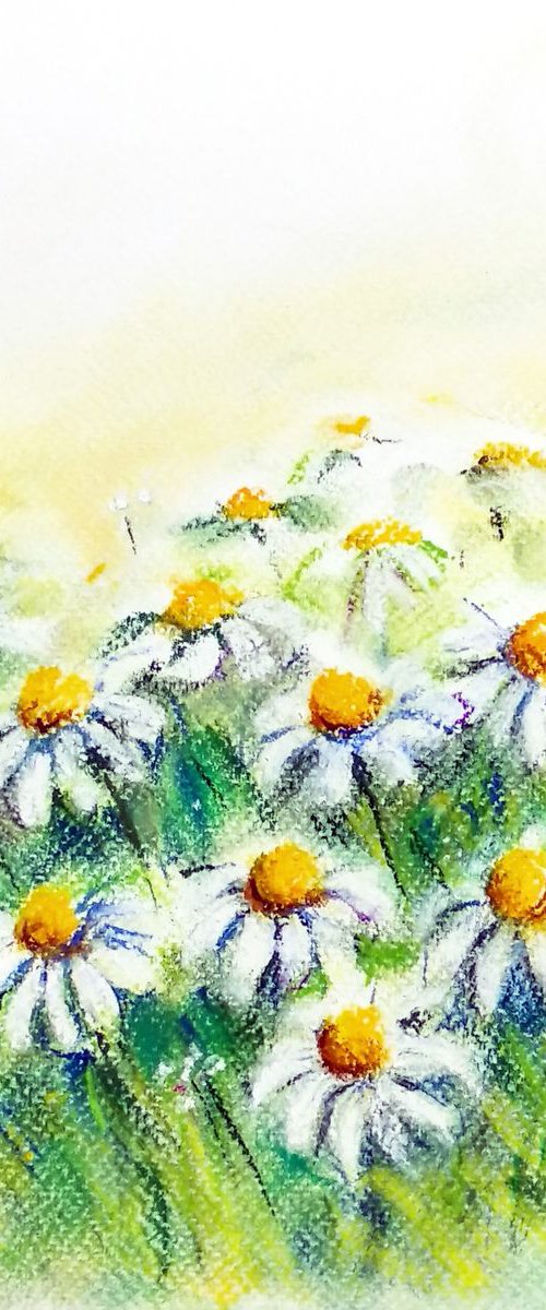 Daisies in the fields by Asha Shenoy