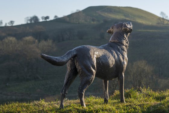 "Leo" Labrador Bronze Resin