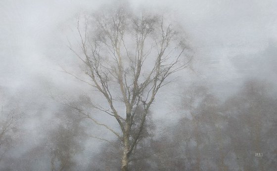Birch Mist