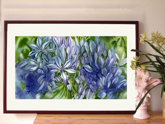 Agapanthus with blues