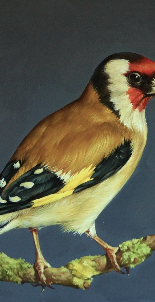 Goldfinch 3 by Marina Popkova-Sologub