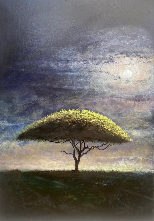 Acacia Moon by Simon Jones