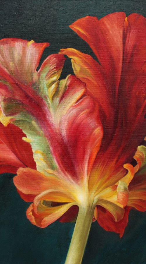 tulip by Julia Diven