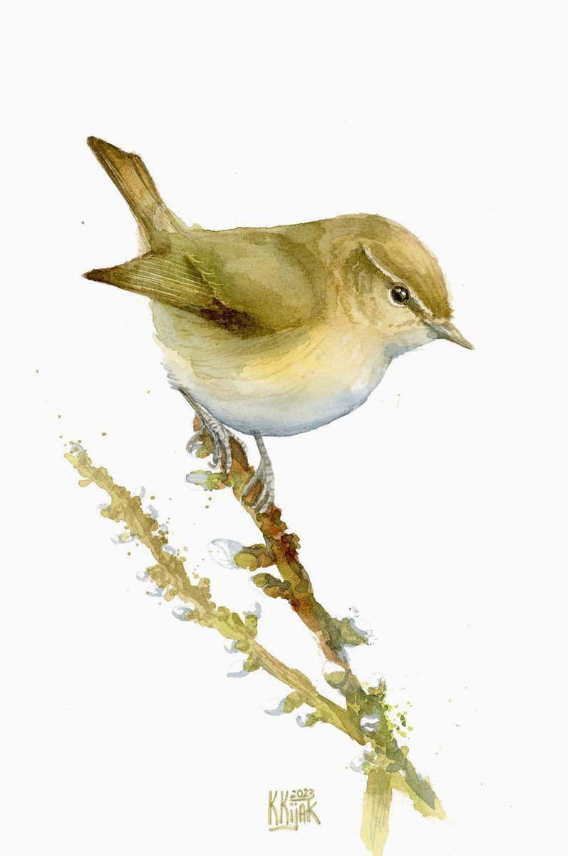 Common Chiffchaff bird by Karolina Kijak