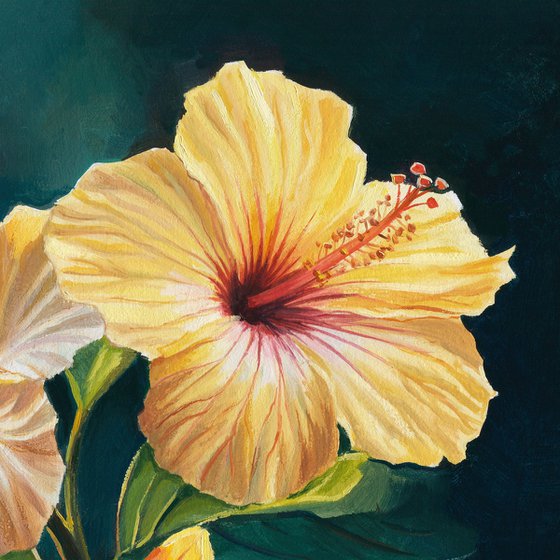 Two yellow hibiscus flowers