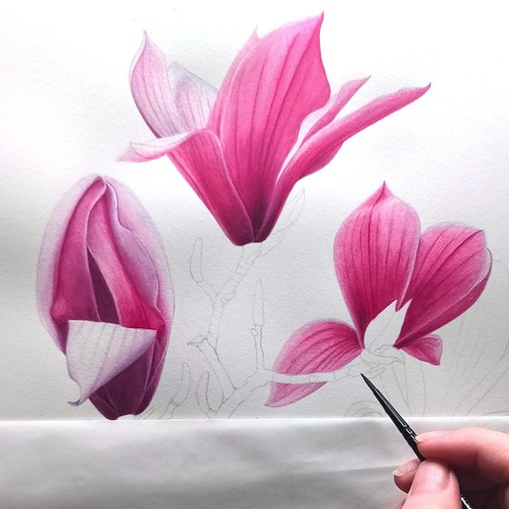 Magnolia. Center