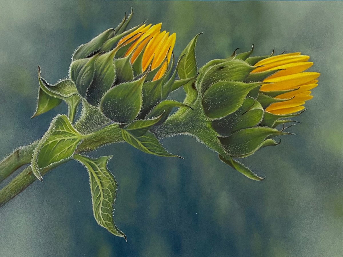 Sunflower Buds by Debra Spence