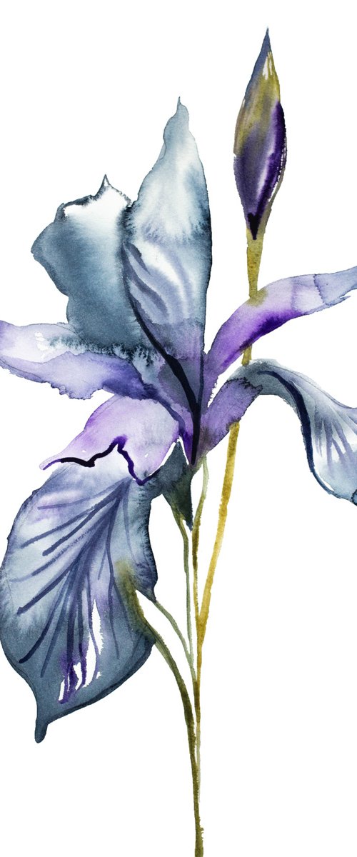 Iris No. 99 by Elizabeth Becker