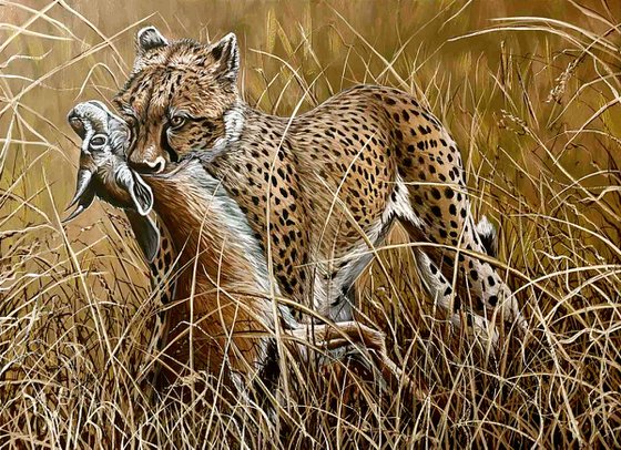 Cheetah carries off a Thomson's gazelle