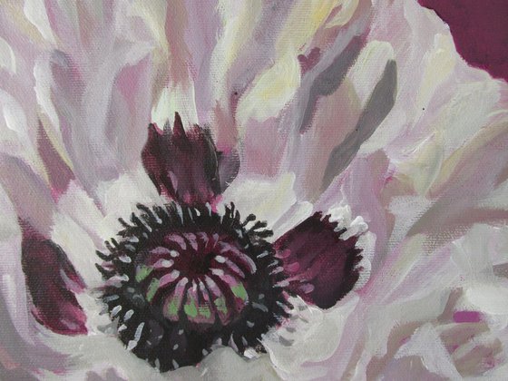 white poppy