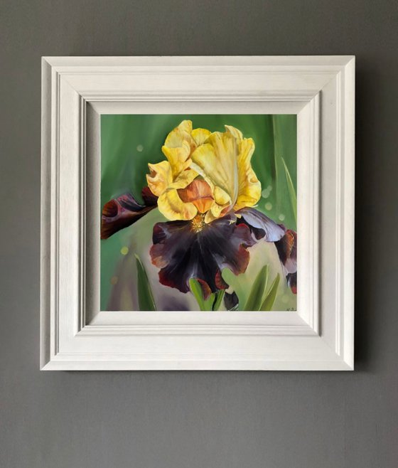 Yellow Burgundy Irises