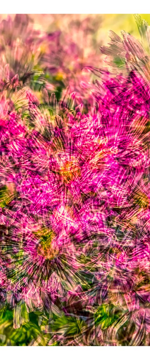 Abstract Flowers #8. Limited Edition 1/25 12x12 inch Photographic Print. by Graham Briggs