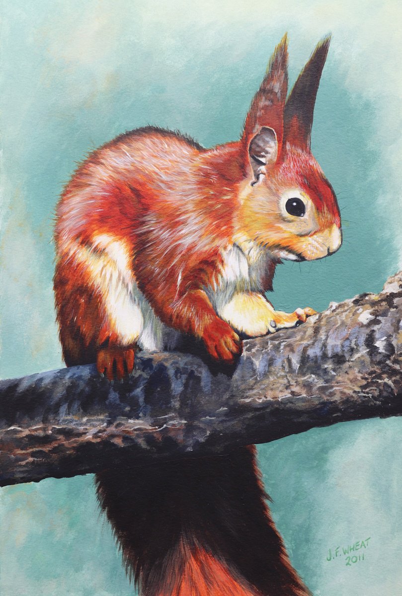 Red Squirrel by Julian Wheat