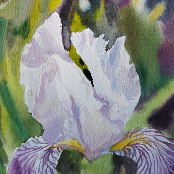 Iris in garden
