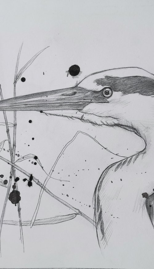 Drawing- Heron #20827 by Hongtao Huang