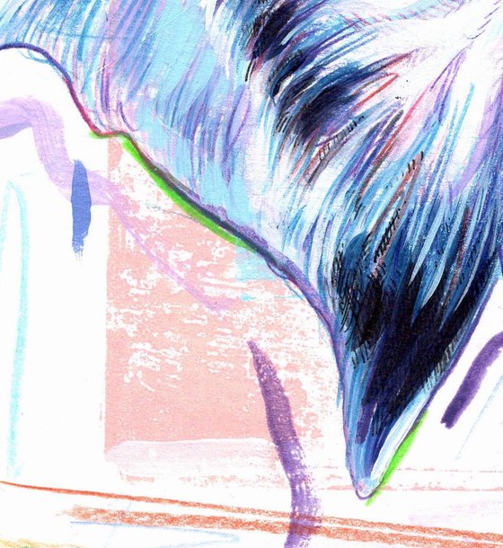 Blue jay (Cyanocitta cristata)