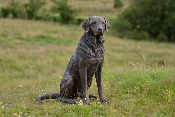 "Harris" Seated Labrador 2 BR