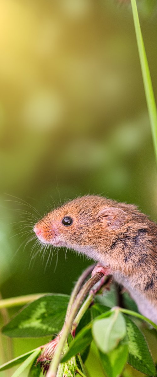 Golden Mouse by Paul Nash