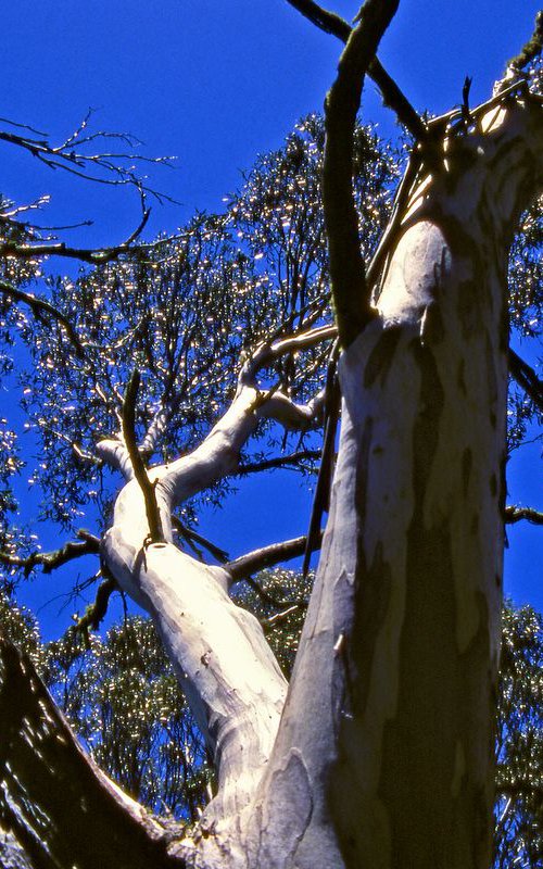 Snow Gum Canopy by Alex Cassels