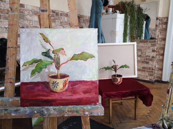 A special Plant