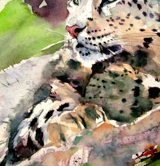 Snow leopard