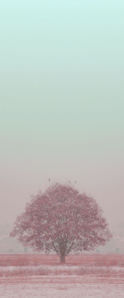 pink tree by Louise O'Gorman