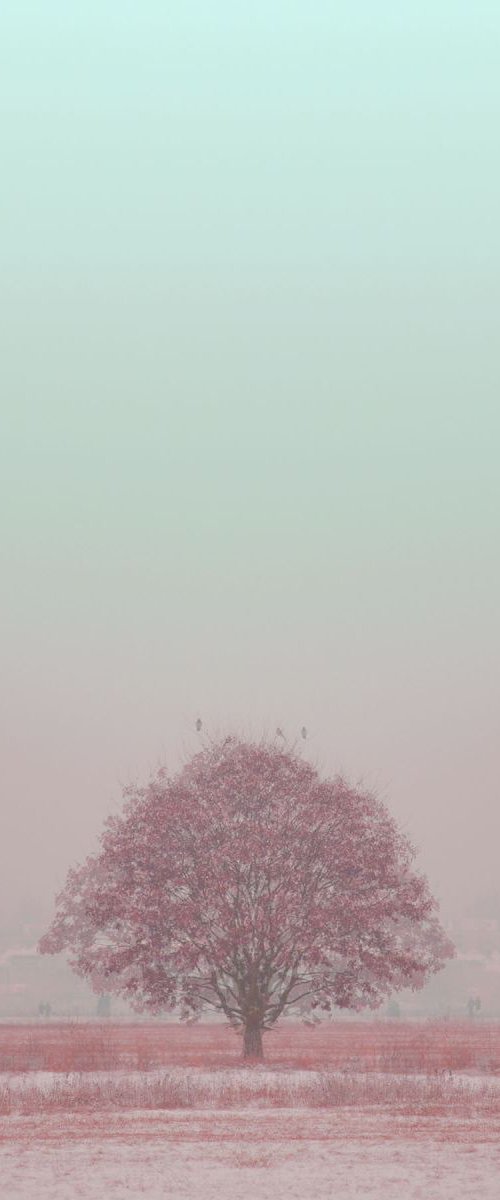 pink tree by Louise O'Gorman