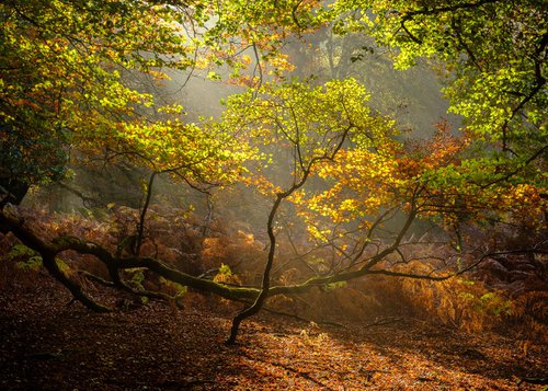 Autumn sun with Beeches and mist by Baxter Bradford