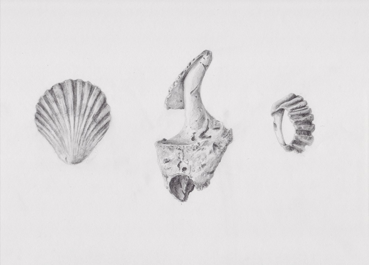 Seashells Study in Pencil by Veronica Lamb