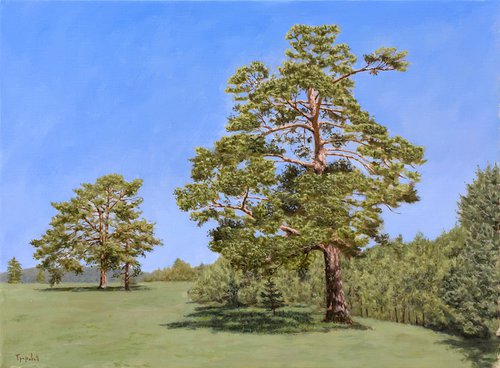 Old Pines by Dejan Trajkovic