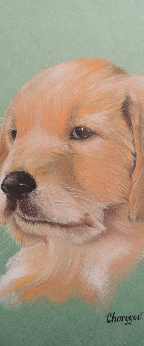 Serious dog by Kakajan Charyyev