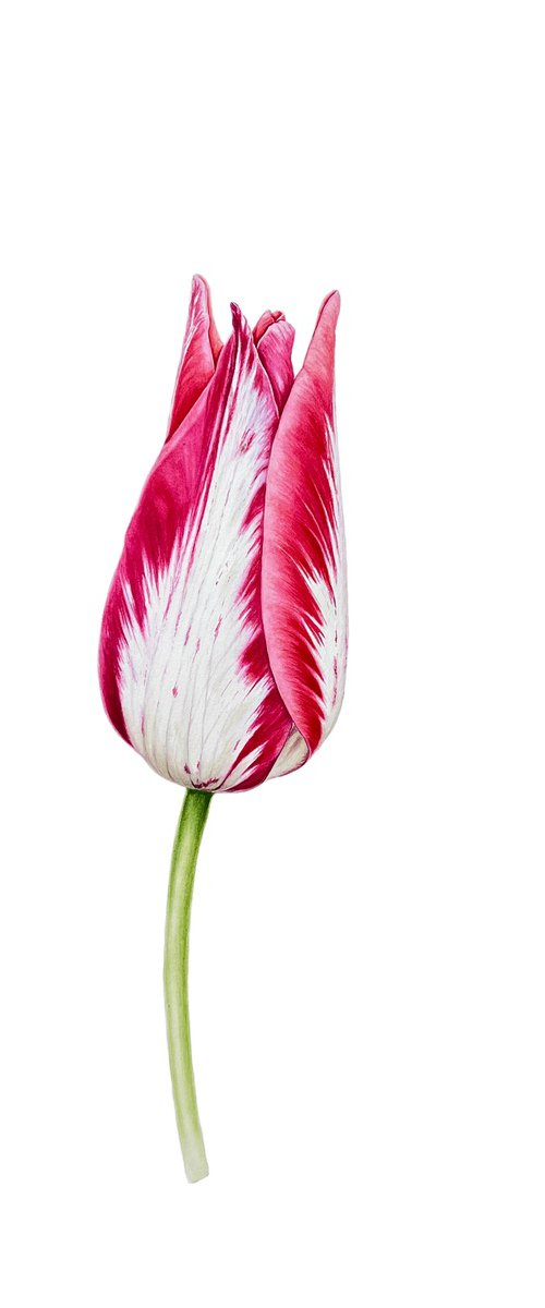 Elegant pink tulip by Tetiana Kovalova