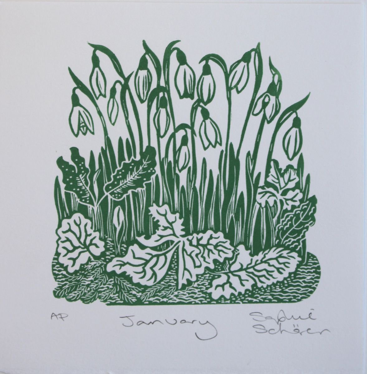 January Snowdrops by Sophie Scharer