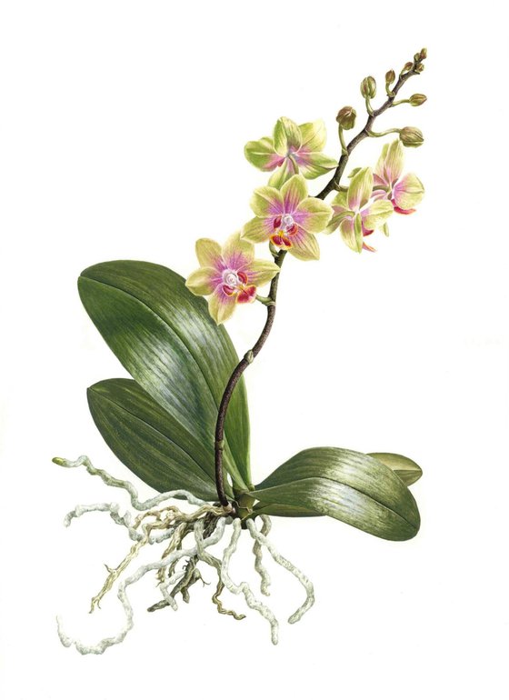 Miniature Orchid