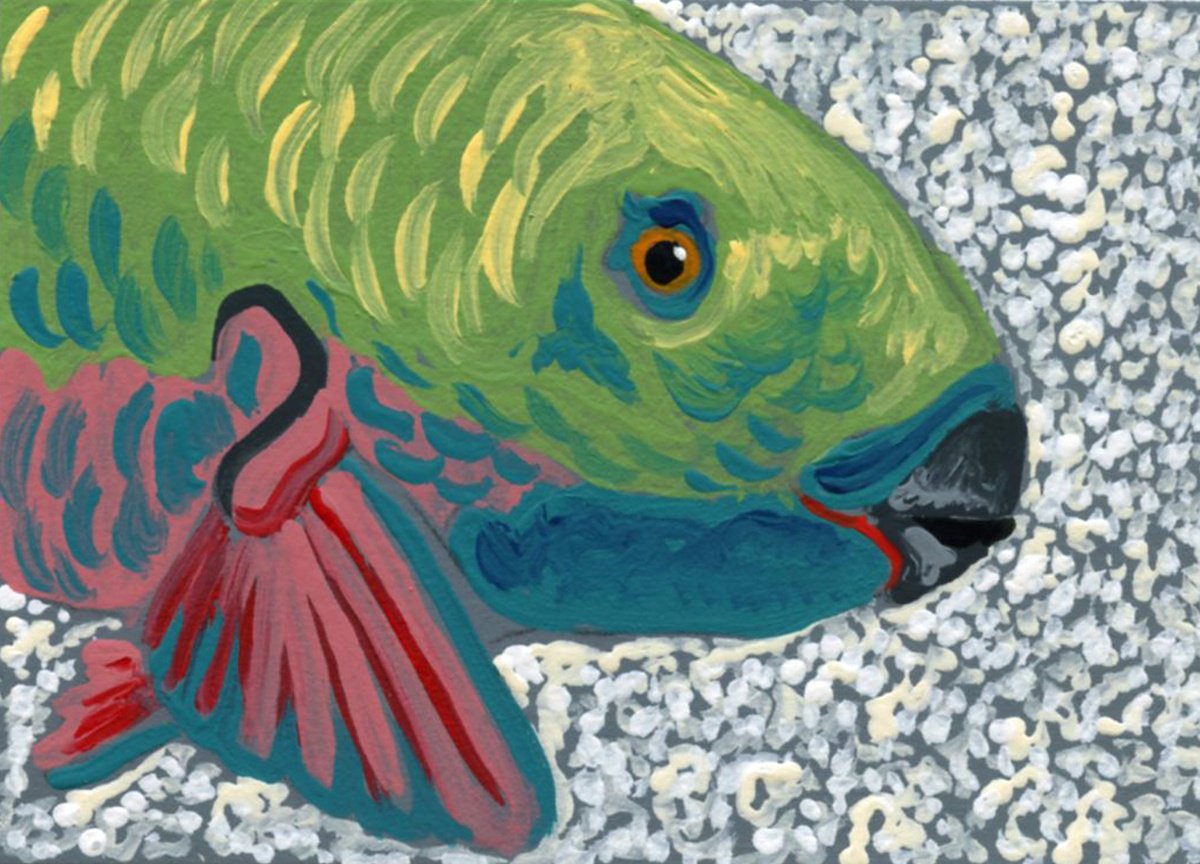 Parrotfish by Carla Smale