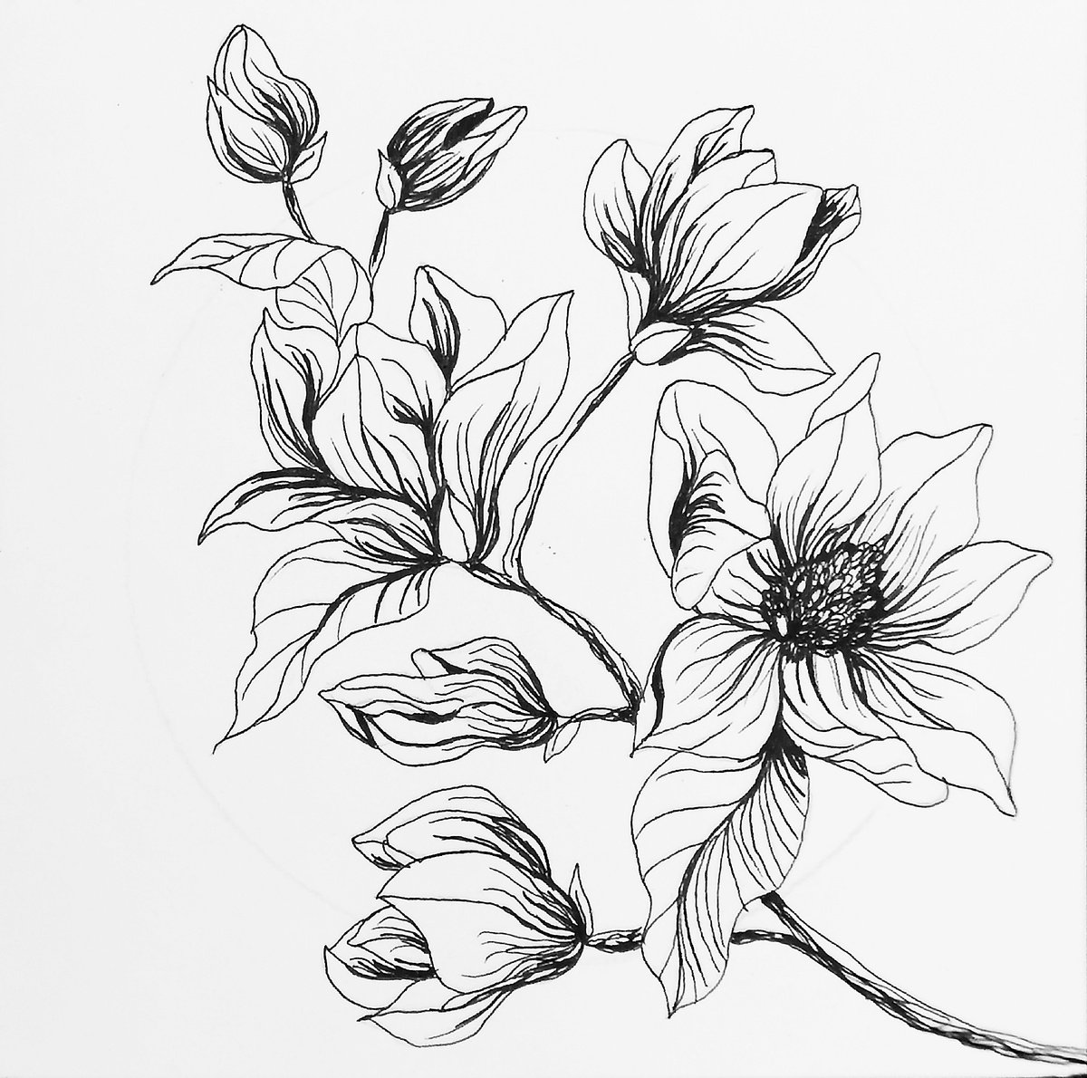 Illustrative Botanical Ink Drawing By Aneta Gajos, 8 X 8, Magnolia, Original Artwork