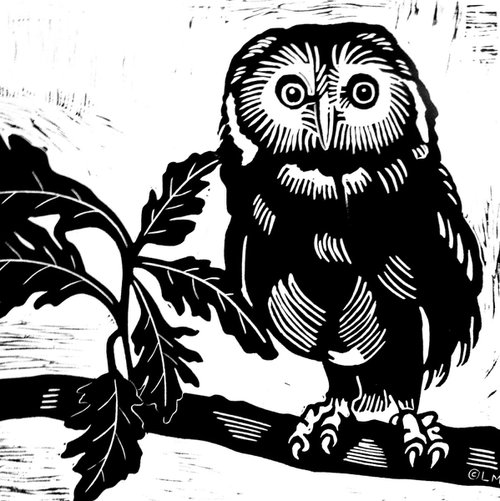Saw-whet owl by Laurel Macdonald