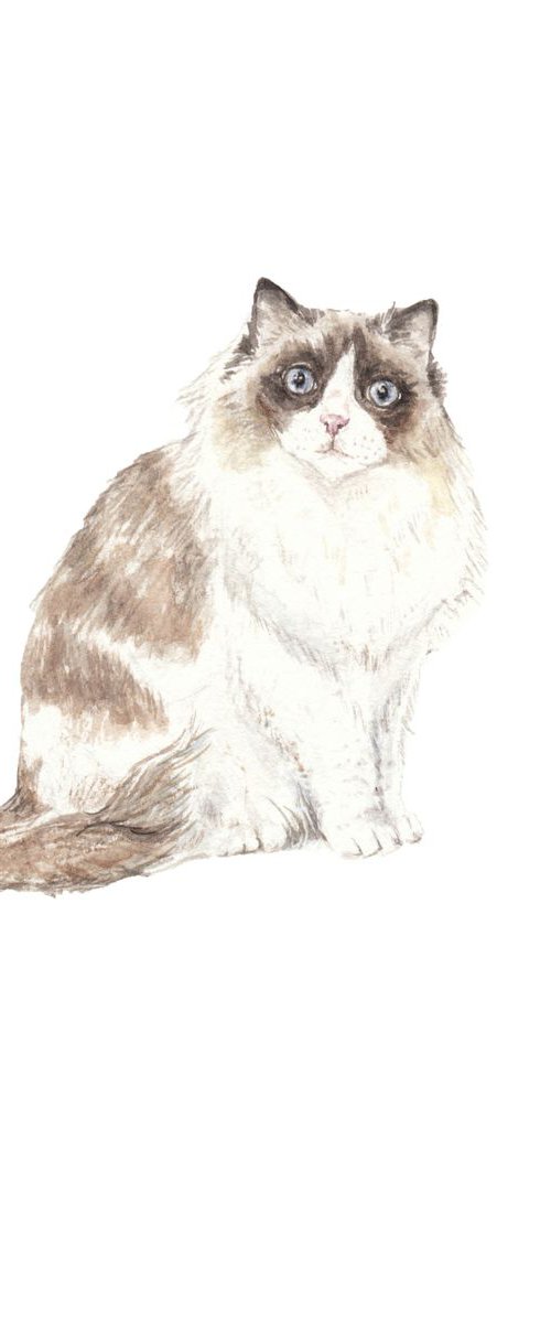 Ragdoll Cat Original Watercolor by Lauren Rogoff