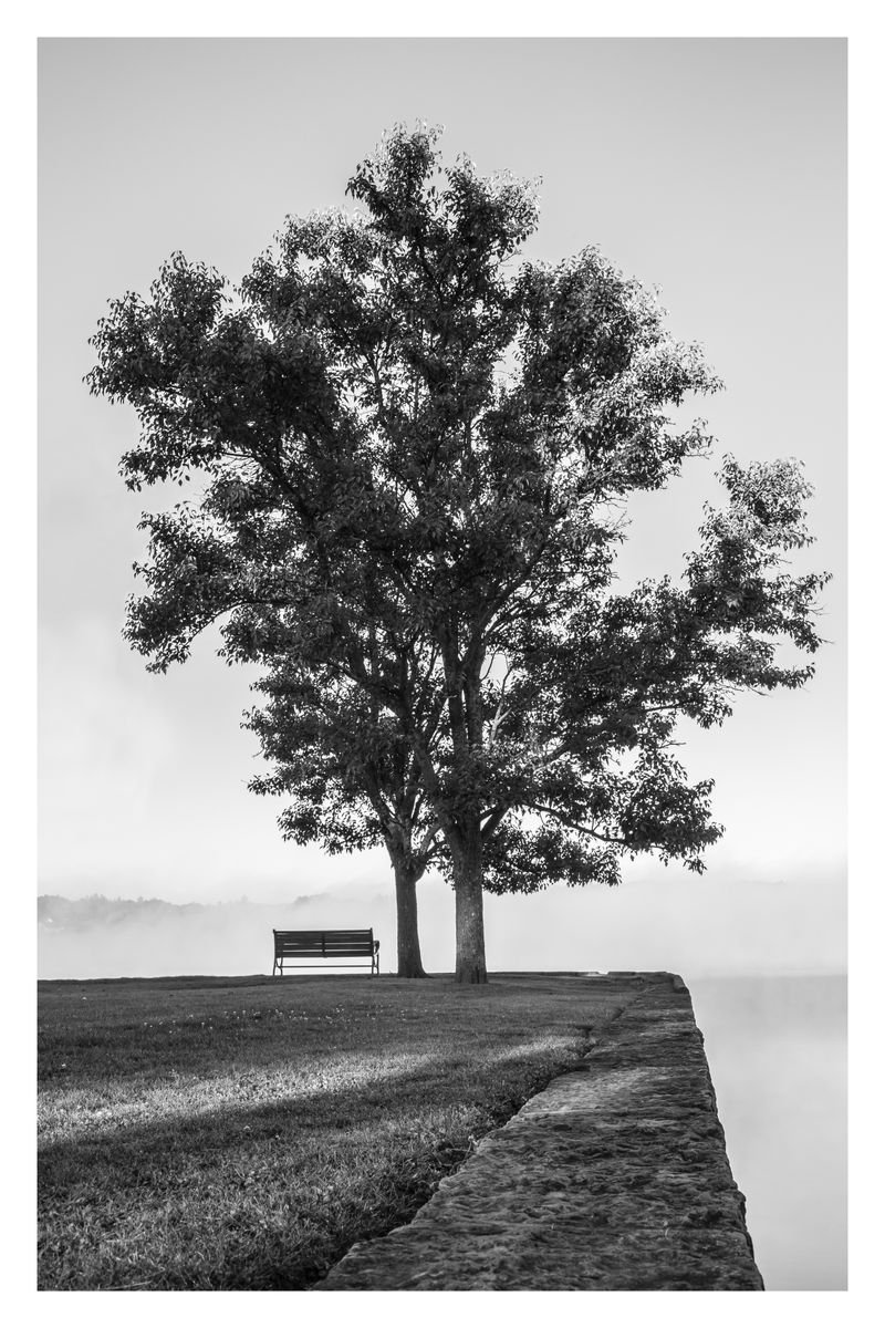 Bench and Tree in Fog, 24 x 36 by Brooke T Ryan