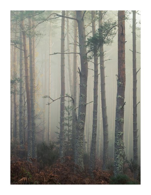 West Woods II by David Baker