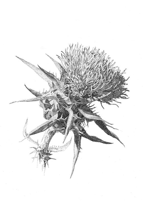 Thistle. Limited Edition print