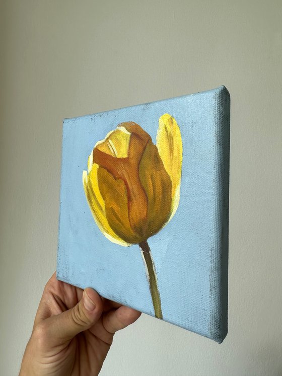 Yellow tulip